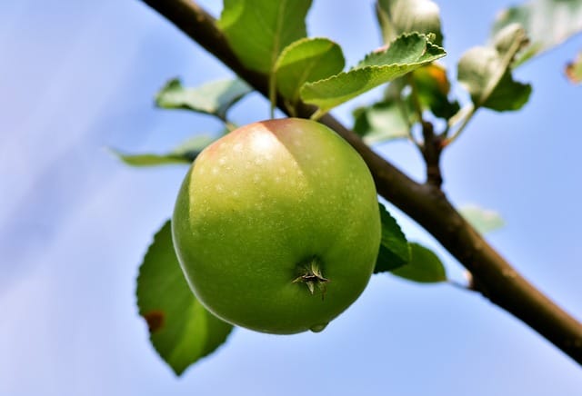Plantning af æbletræ i krukke – En komplet guide